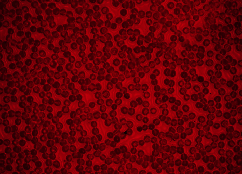 Human Red Blood Cells Texture Free