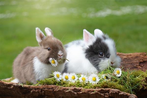 Cute Rabbit Background Free Download