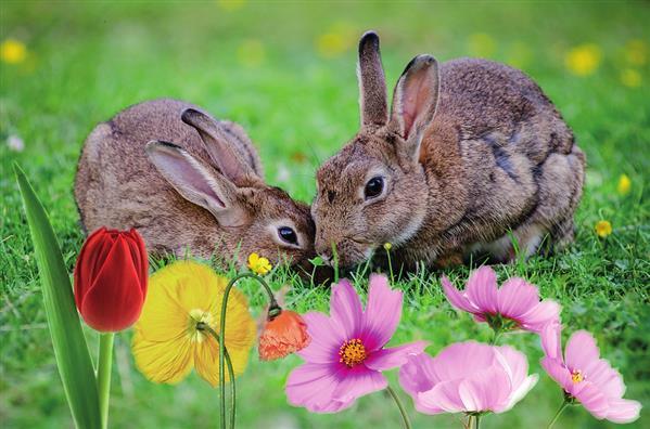 Easter Background Free with Rabbits and Spring Flowers