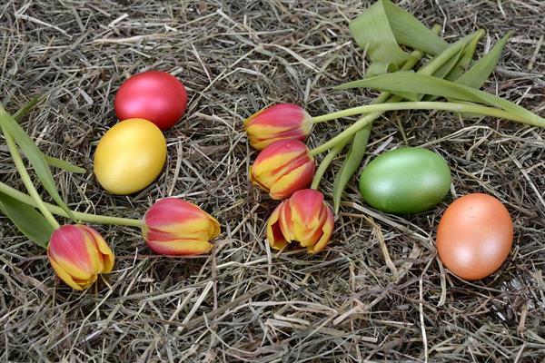 Easter Spring Stock Image Free