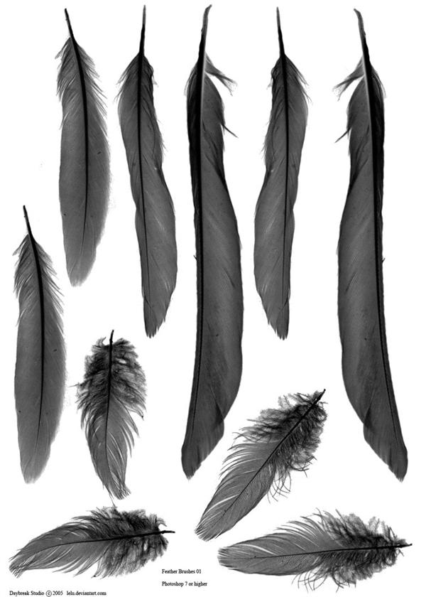 Feather
 brushes 01 by lelu photoshop resource collected by psd-dude.com from deviantart