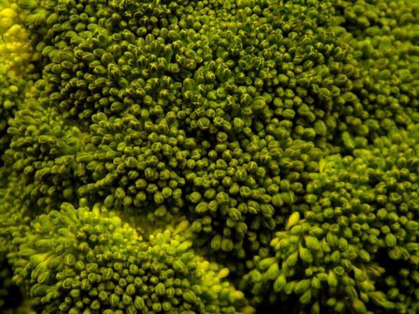 Brocoli Texture