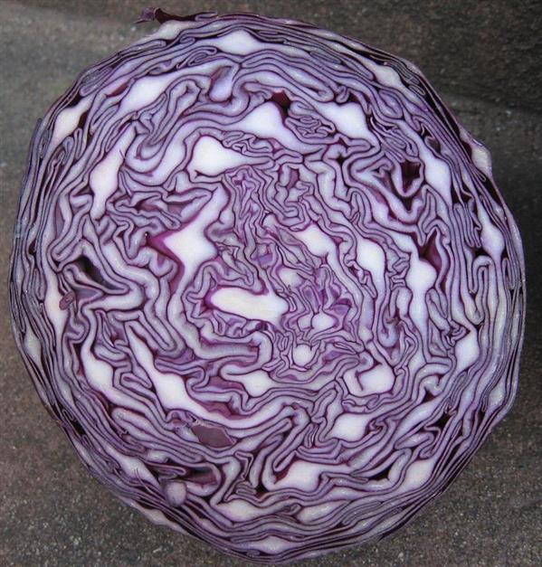 Red Cabbage Texture