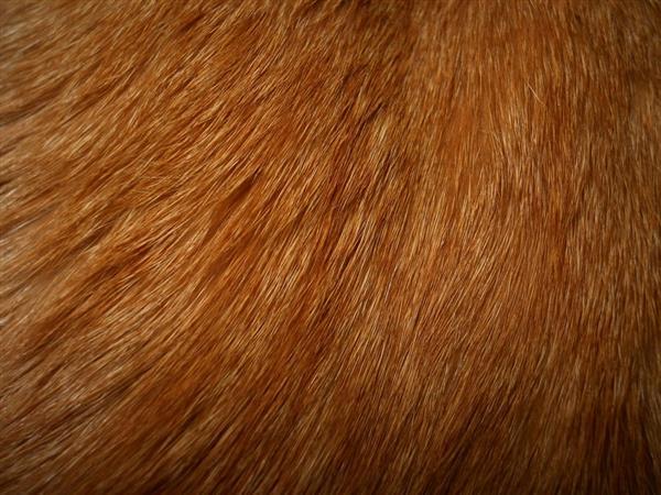 Cat Orange Fur Texture