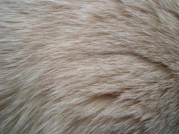 Cat White Fur Stock Texture