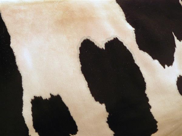 Cow fur background