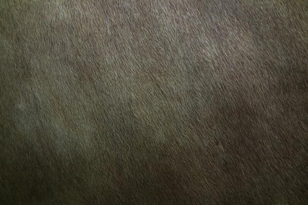 Cowskin Texture