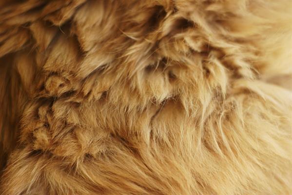 Fuzzy Cat Fur Texture