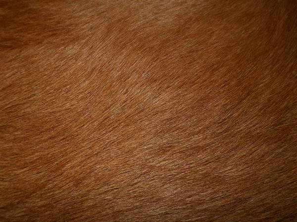 Golden Retriever Fur Texture Free