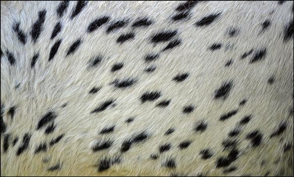 Horse Fur Texture Free