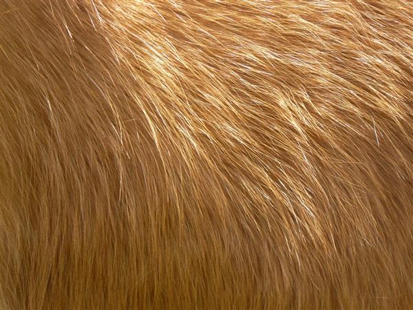 Horse long winter fur texture