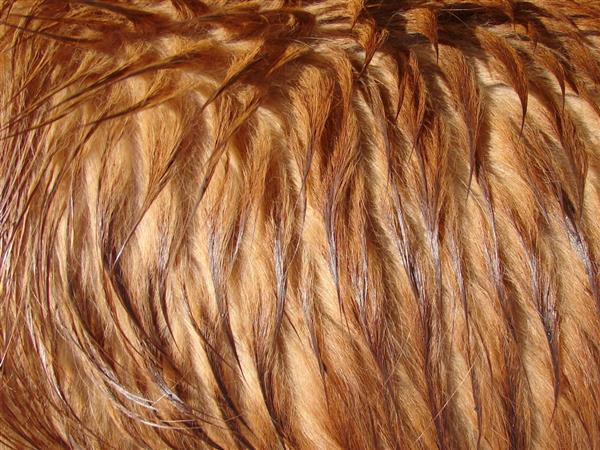 Long Wet Dog Fur Texture Image