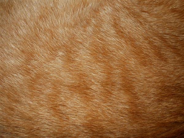 Orange Cat Fur Texture