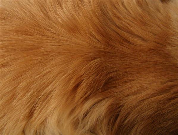 Orange Fur texture II