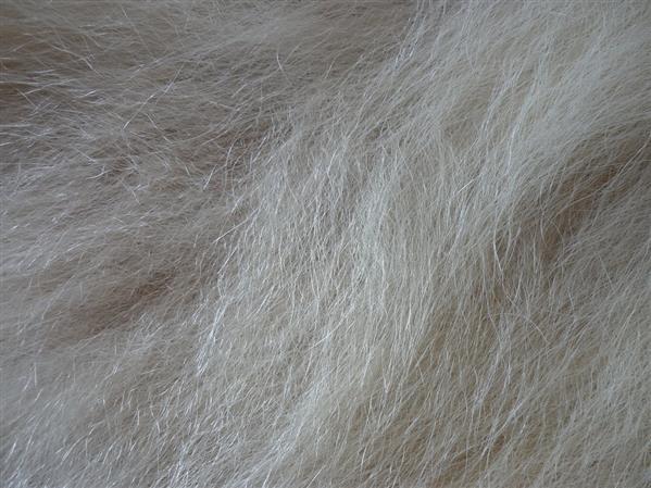 Polar Bear Fur Texture