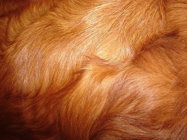 Red Retreiver Dog Fur Texture Free