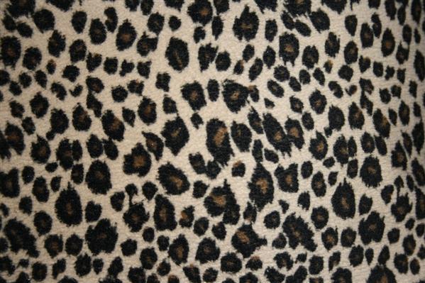 Texture Animal Print Wild Feline