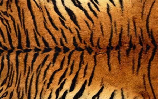 Tiger Fur Texture Background Free