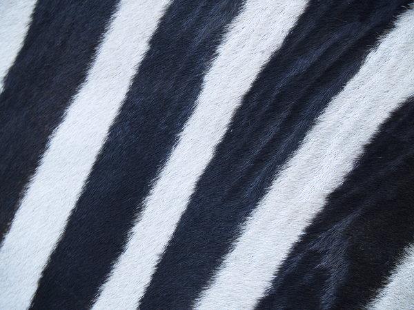 Zebra Fur Background Stripes