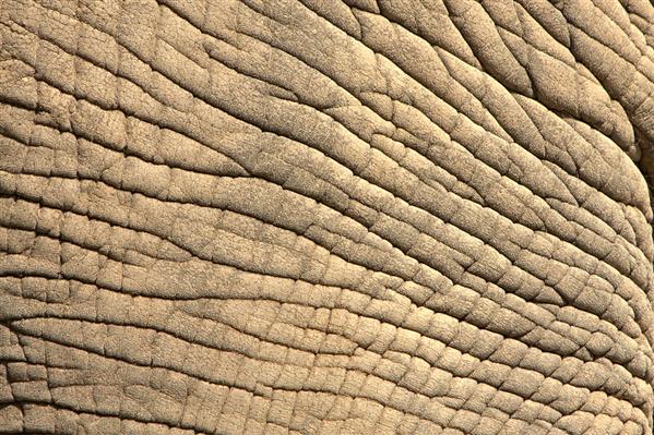 Elephant Skin by BonsEYE photoshop resource collected by psd-dude.com from deviantart