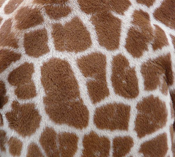 Giraffe Fur