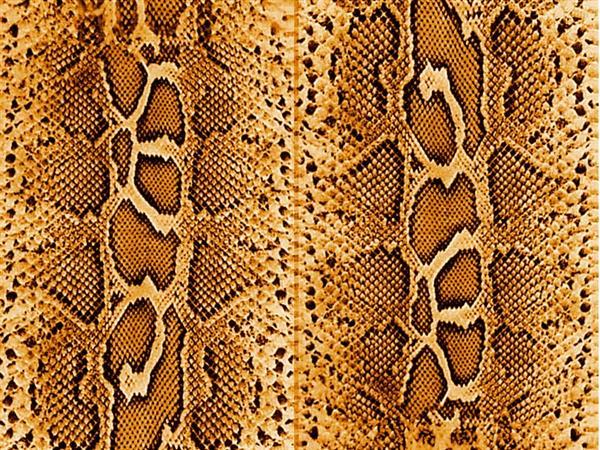 Real Snake Skin Texture
