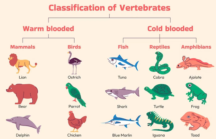 Classification of Vertebrates