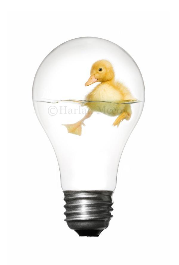 Duck inside a Light Bulb Photoshop Manipulation