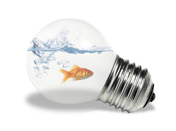 Goldfish Power Light Bulb Photoshop Artwork