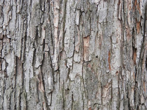 Tree Wood Texture Photoshop