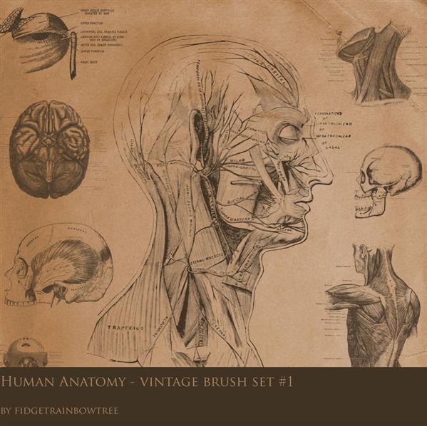 Vintage
Anatomy Set 1 by FidgetResources photoshop resource collected by psd-dude.com from deviantart