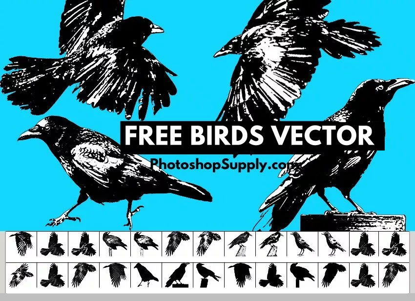 Birds Vector (FREE)