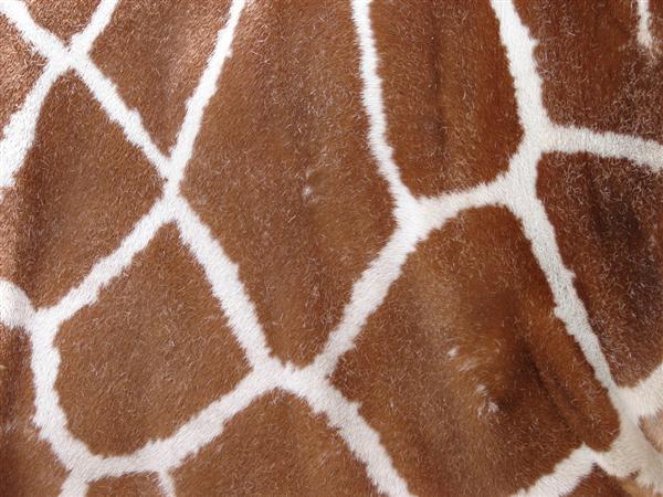 Giraffe
 Fur Texture by FantasyStock photoshop resource collected by psd-dude.com from deviantart