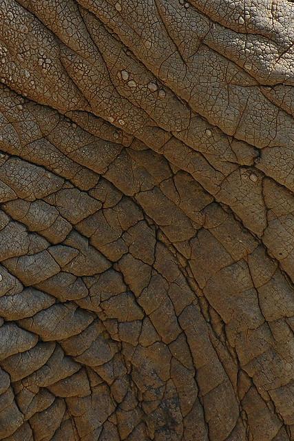 real
 elephant skin texture for layer by dg_pics photoshop resource collected by psd-dude.com from flickr