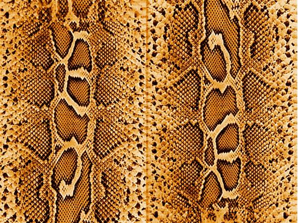 snake
 skin by mildak photoshop resource collected by psd-dude.com from deviantart