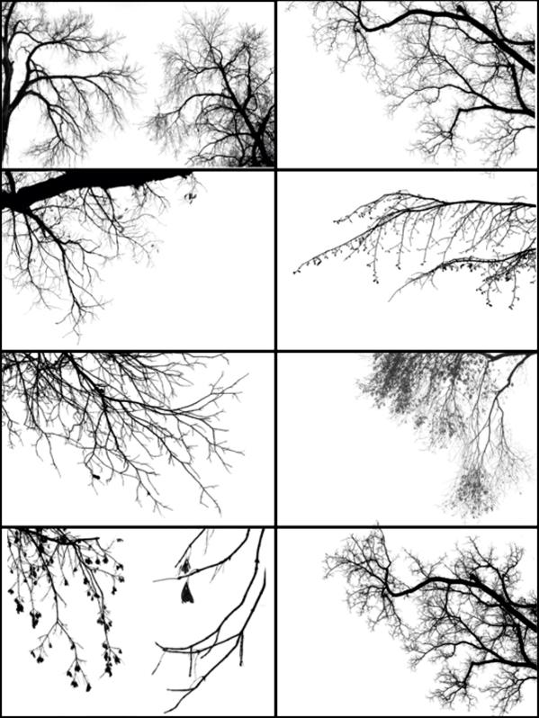 Tree
 Borders III by midnightstouch photoshop resource collected by psd-dude.com from deviantart