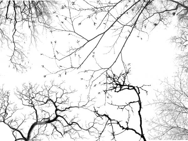 Tree
 Borders by midnightstouch photoshop resource collected by psd-dude.com from deviantart