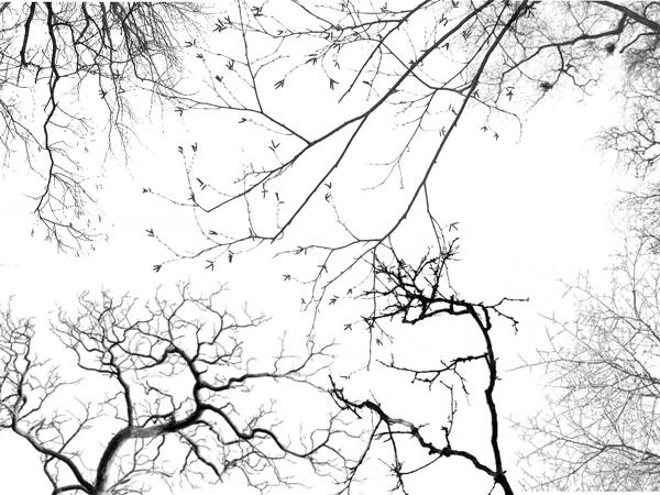 Tree
 Borders by midnightstouch photoshop resource collected by psd-dude.com from deviantart