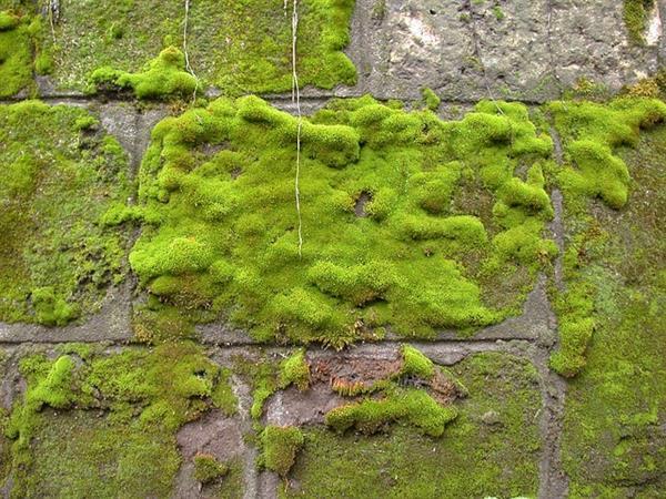 Moss wall green rock texture