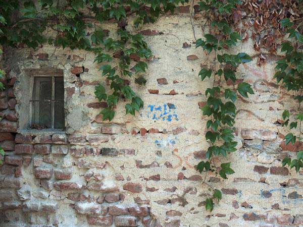 Old Brick House Wall Texture With Foliage
