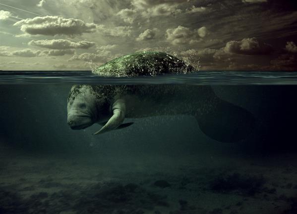 Manatee Underwater Matte Painting Photoshop