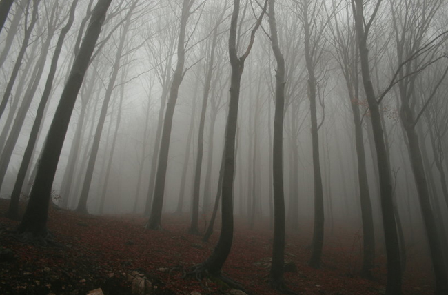 Creepy forest background with fog.